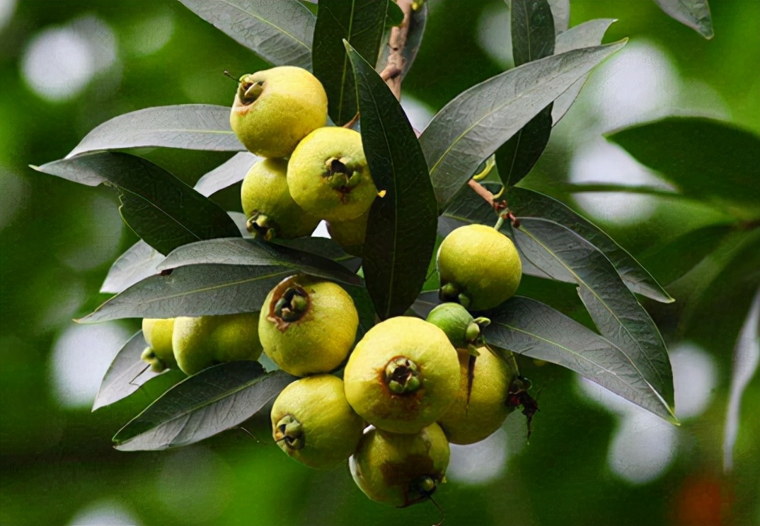 农村那些你吃过却叫不上名的野果,南方小时候路边的野果有哪些