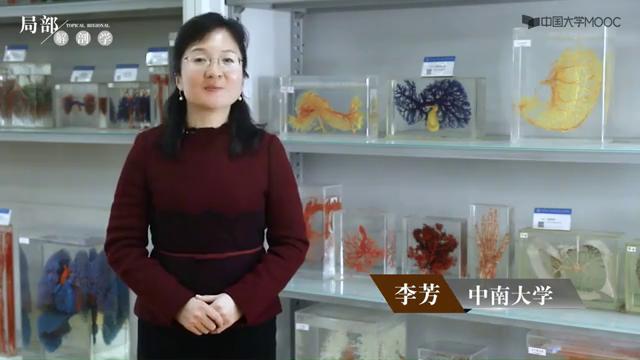 腹部影像解剖知识点,局部解剖学腹部知识点总结