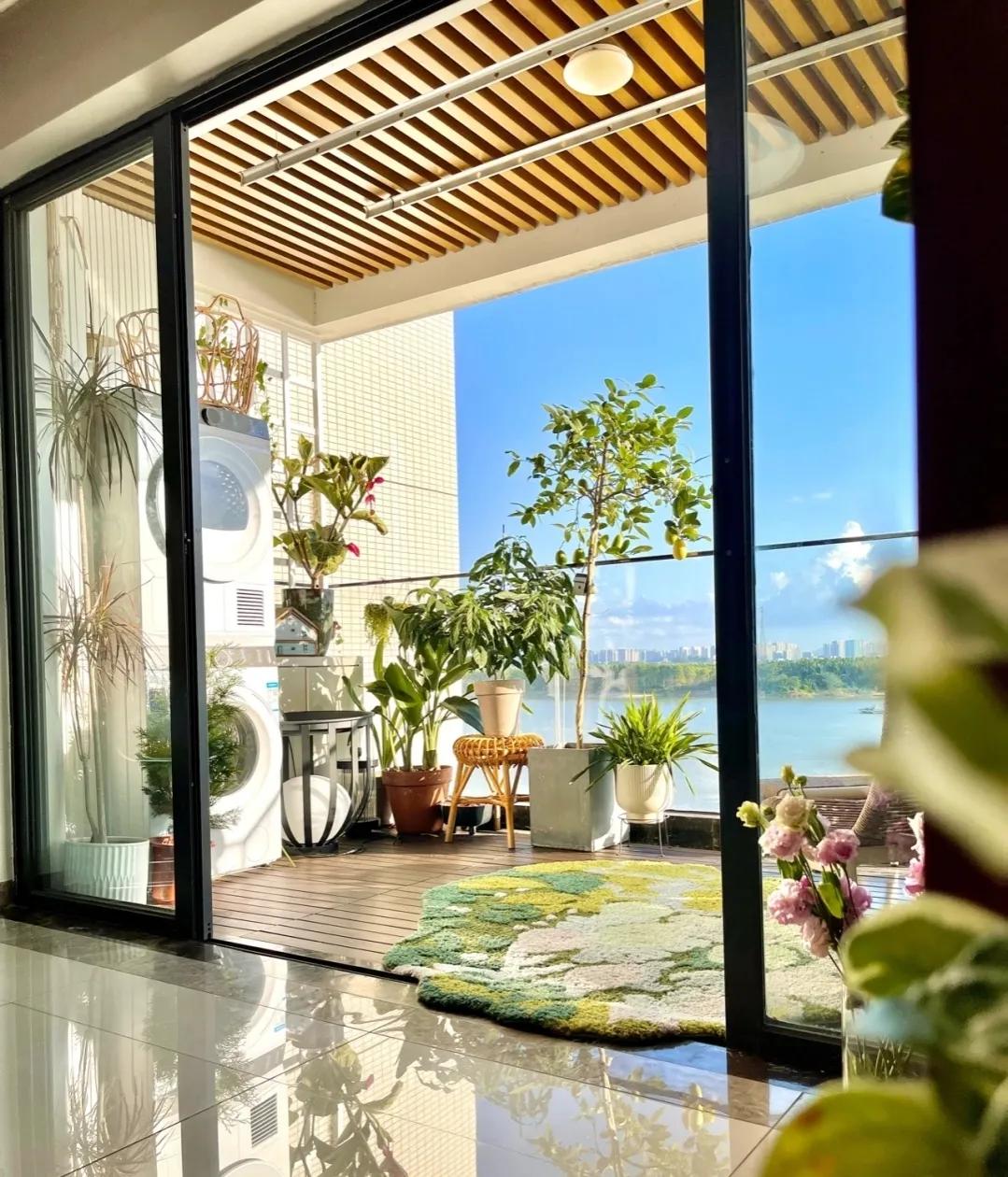 客厅养四种富贵花,家中盆栽什么树好养旺财