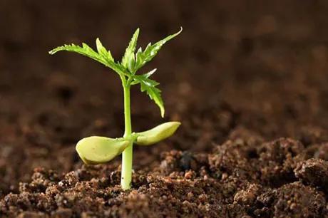 专家解答:卵巢癌患者化疗后需要靶向治疗吗?