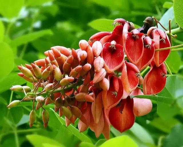 世界各国国花一览表,南美洲各国国花