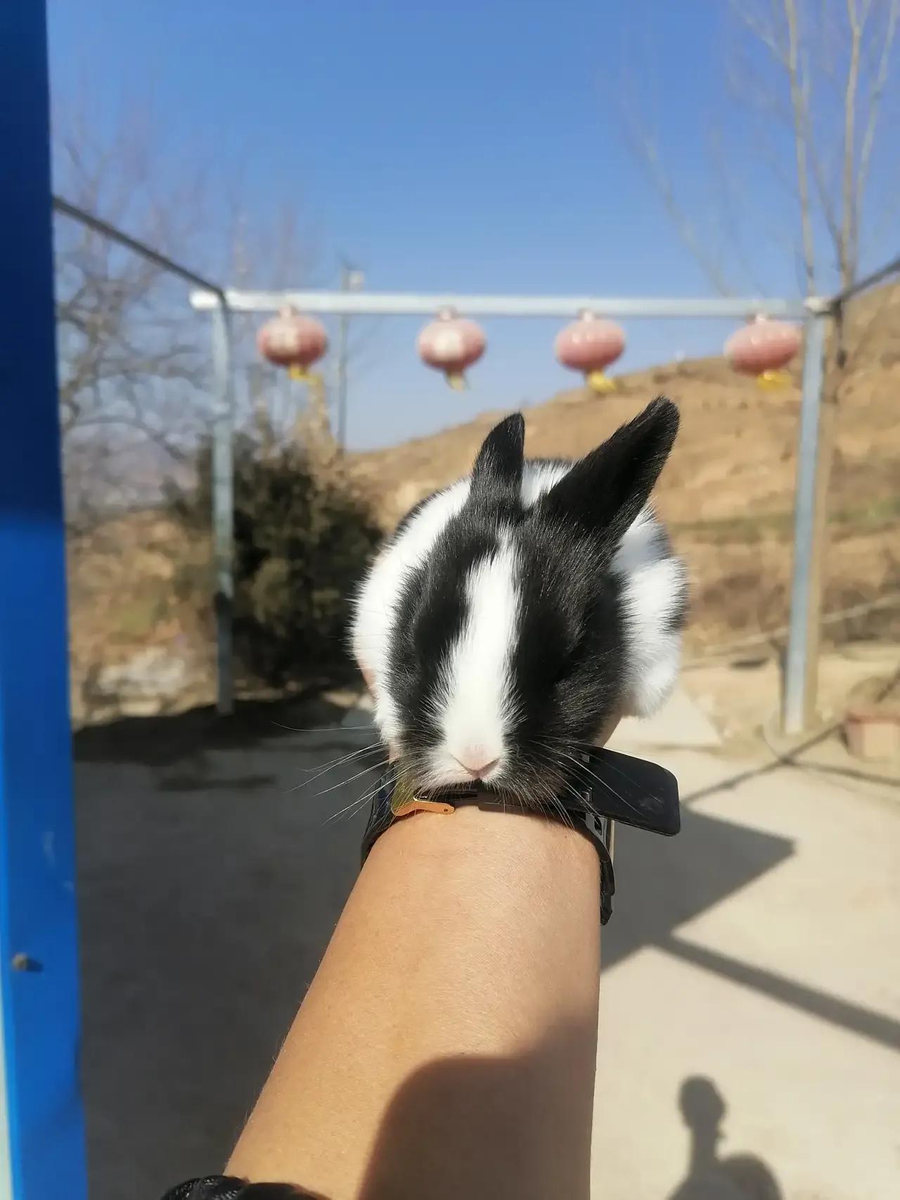 兔子养殖技术用什么方法最好,小白兔养殖创业项目