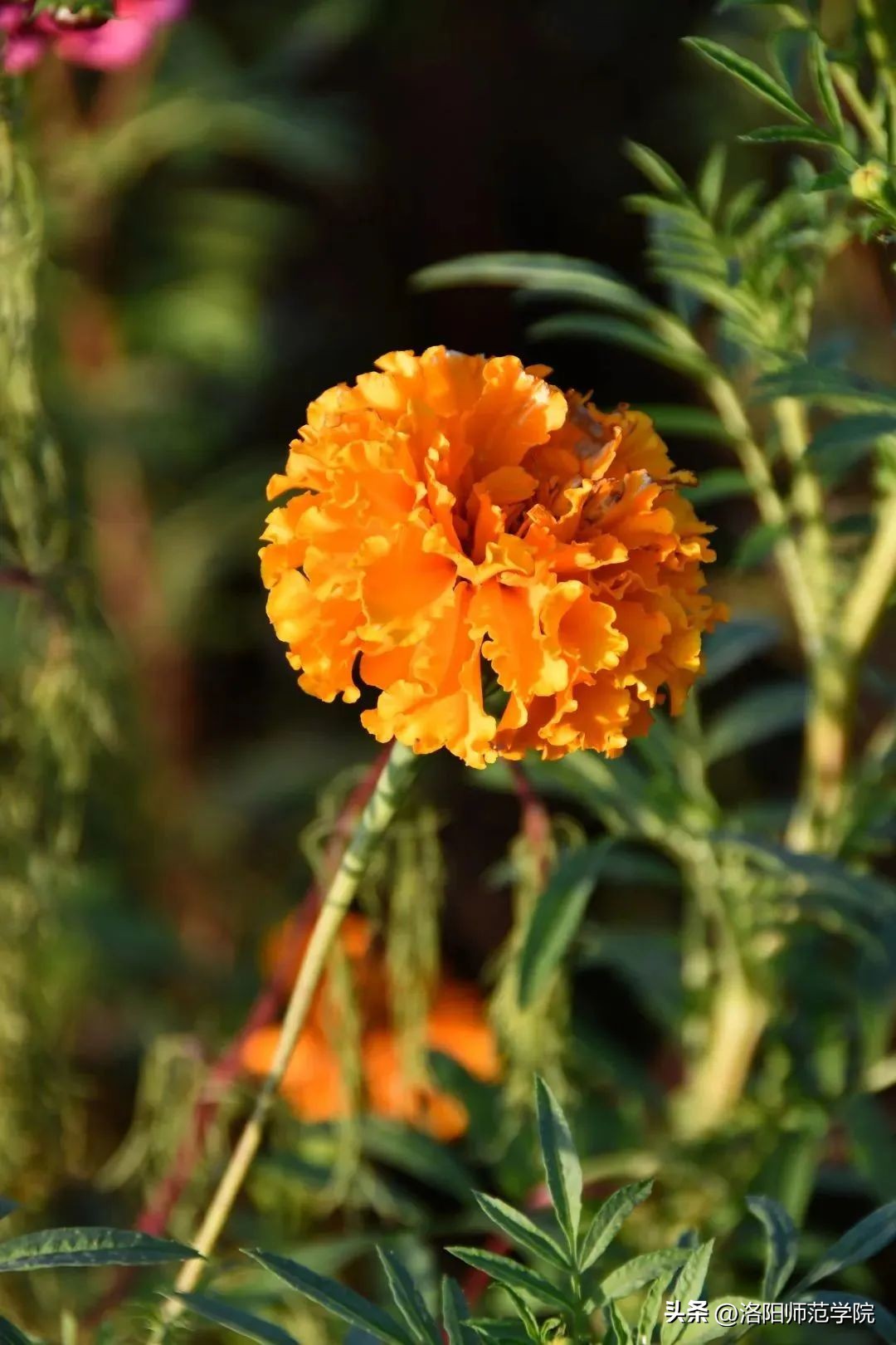 当洛师邂逅43种中国传统色……