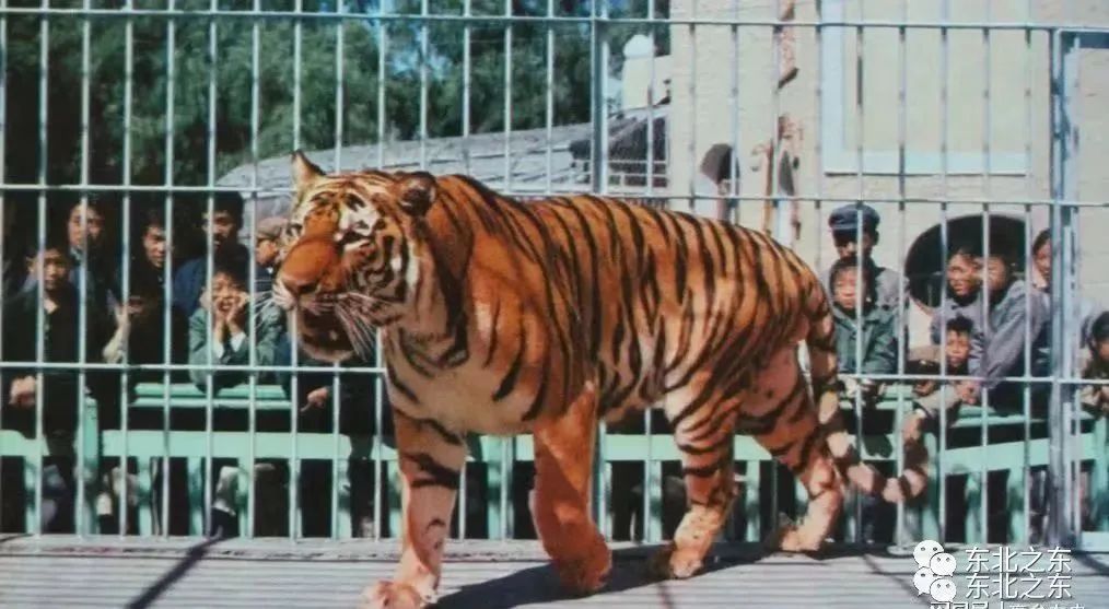 80年代的哈尔滨你还记得吗,哈尔滨70年代视频