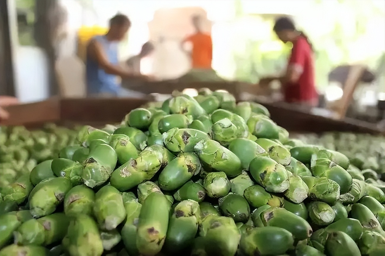 一级致癌物槟榔的危害有哪些,槟榔为什么被列为一级致癌物