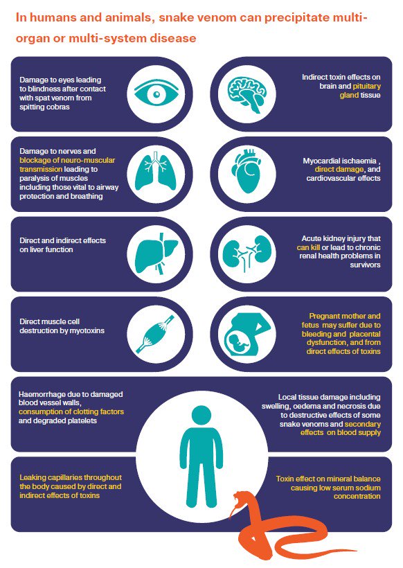 剧毒蛇泡酒,五步蛇泡酒喝吐血