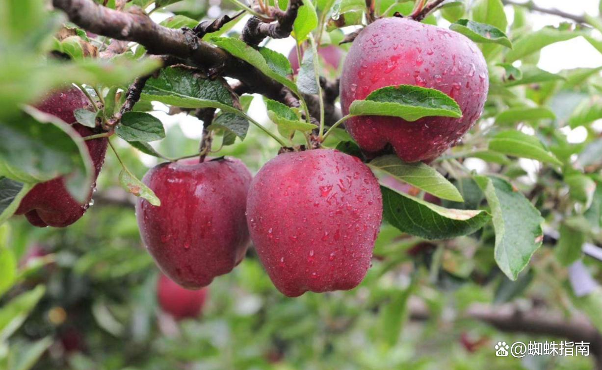 中国国家地理标志性产品,中国地理标志产品名单查询官网