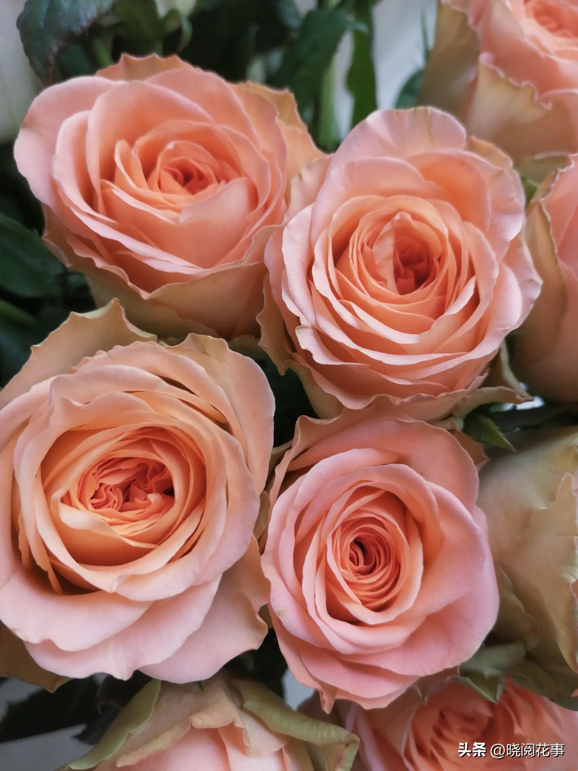 怎么提前准备花表白,表白女朋友送什么花