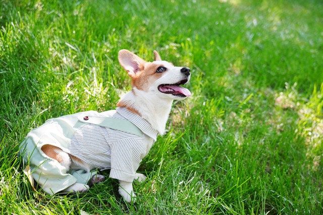 带宠物狗去旅行必备指南