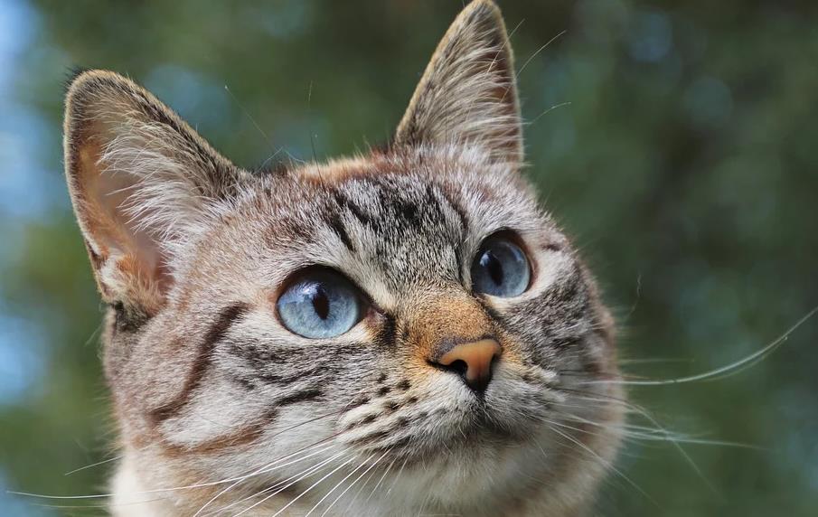 当猫猫被蜜蜂蛰了一下后,当蜜蜂蛰到狗头