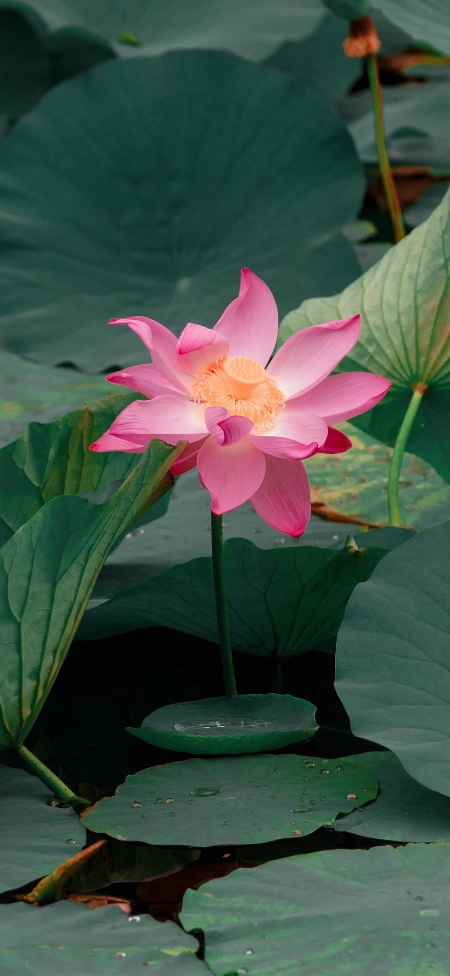 高清壁纸全面屏手机,围棋壁纸高清全面屏