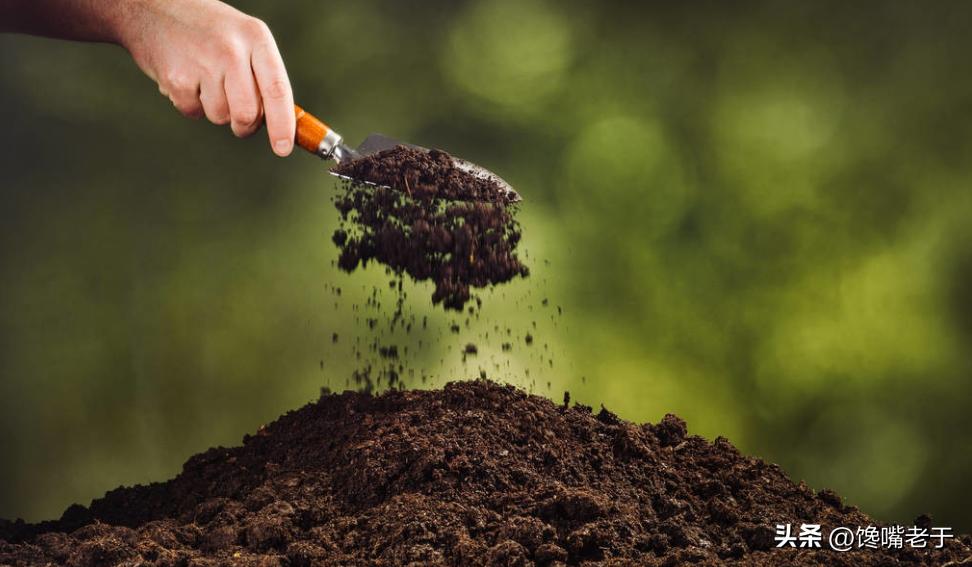 车厘子反常大降价,车厘子便宜的真相