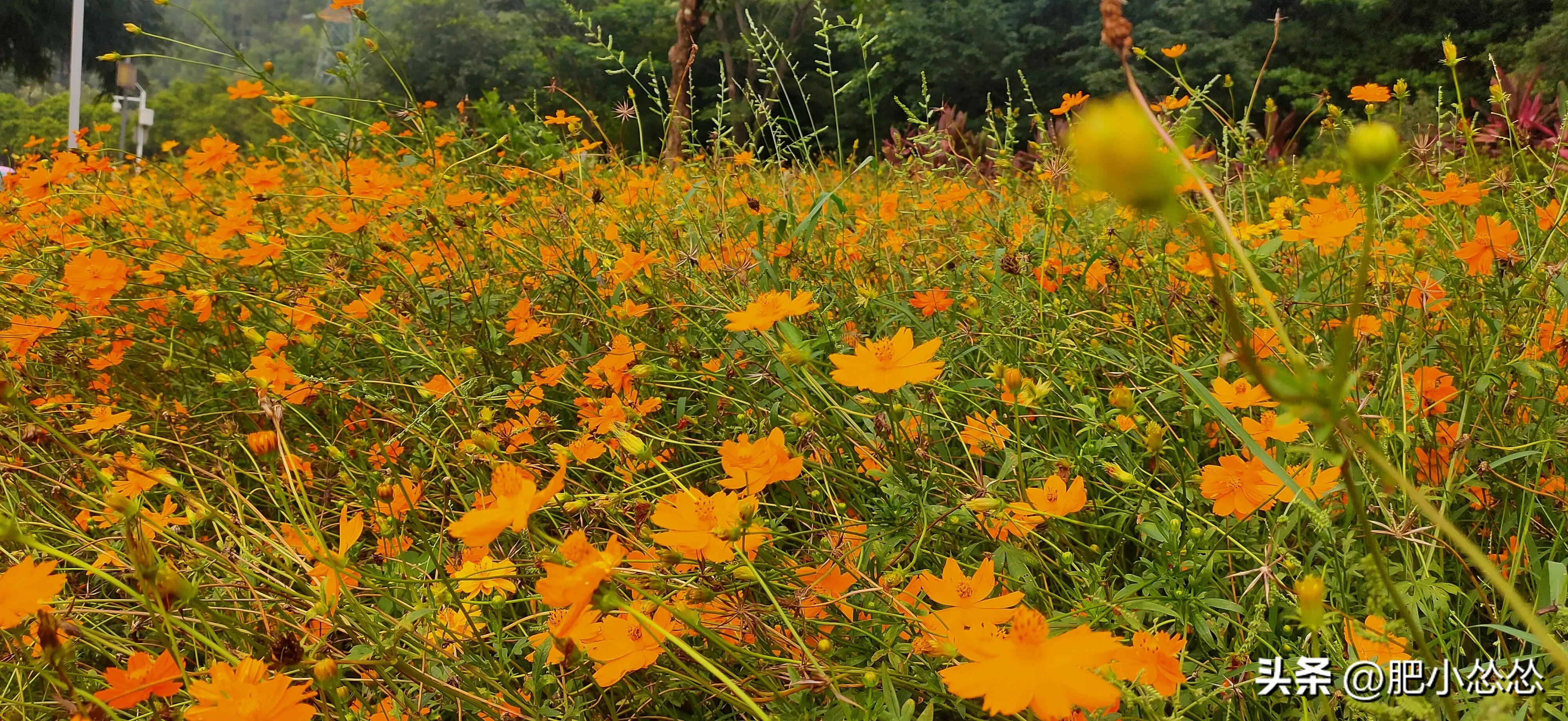 广州如何玩一天,玩转顺德攻略