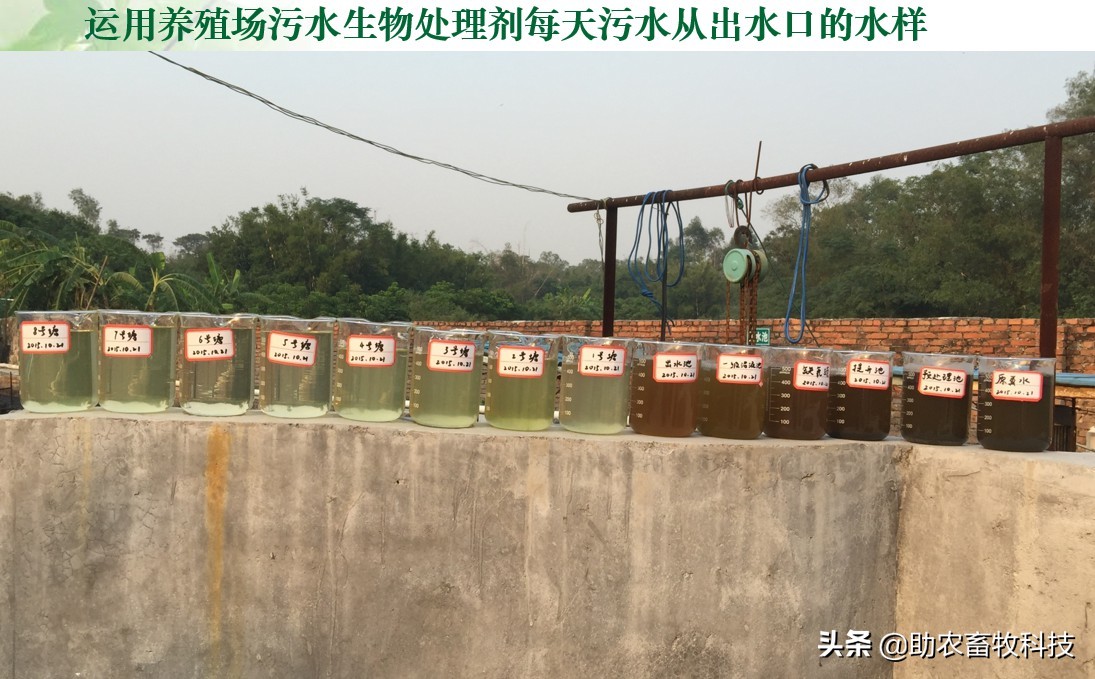 如何提高育肥羊经济效益,育肥猪养殖项目目的是什么