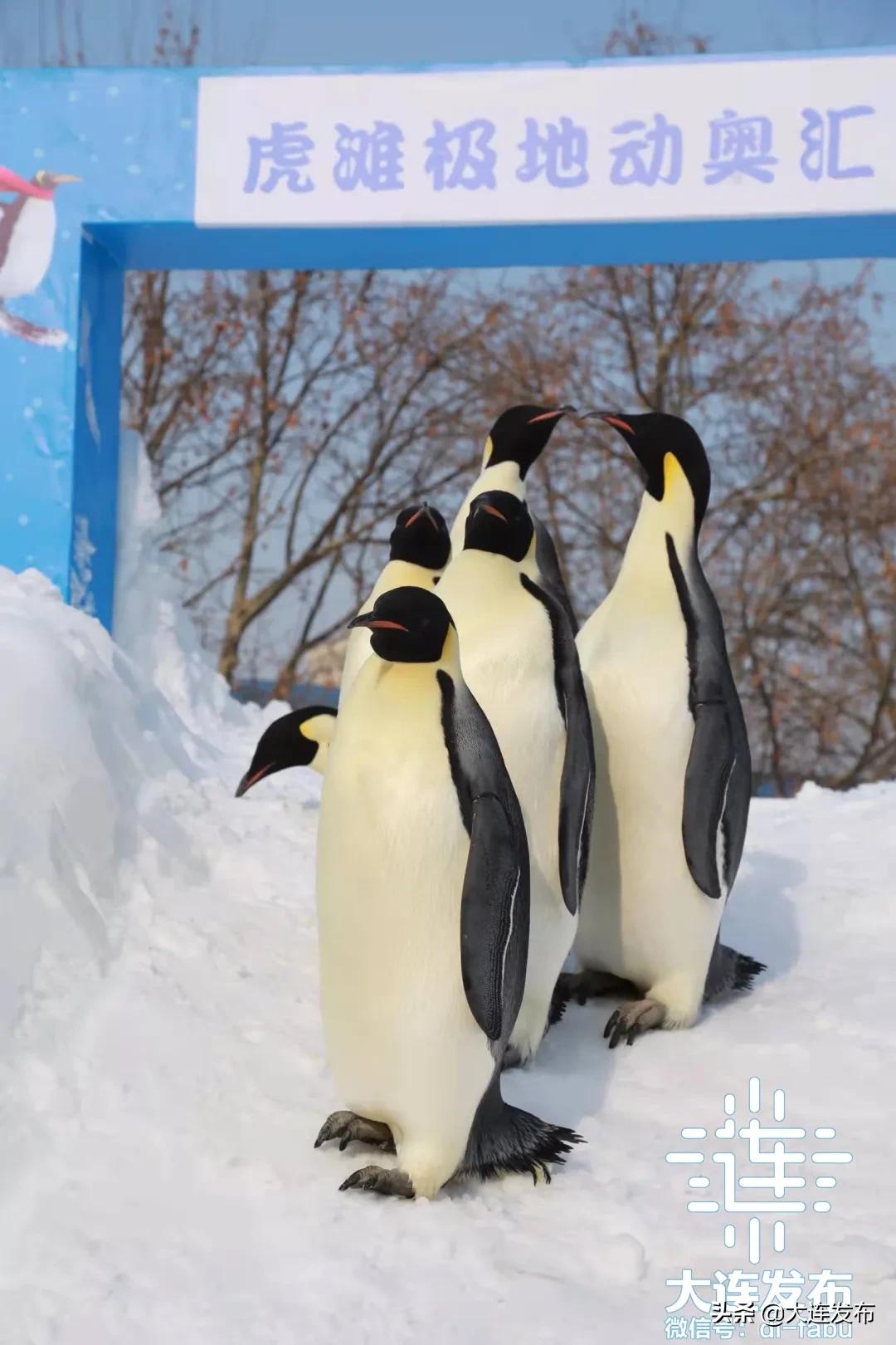 大连旅游景点春节优惠活动,春节期间大连景区的特惠活动