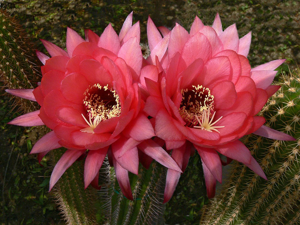 毛花柱仙人球品种大全,顶级精品仙人球花