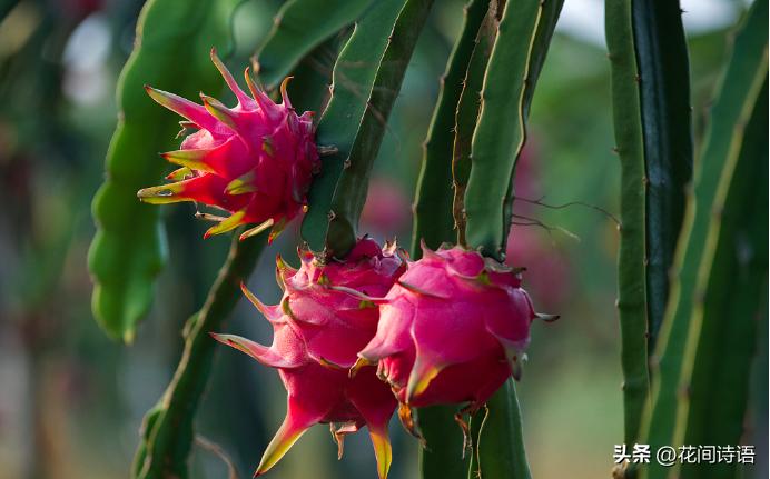 教你如何正确种植不要钱的火龙果,怎么种出又大又甜的火龙果