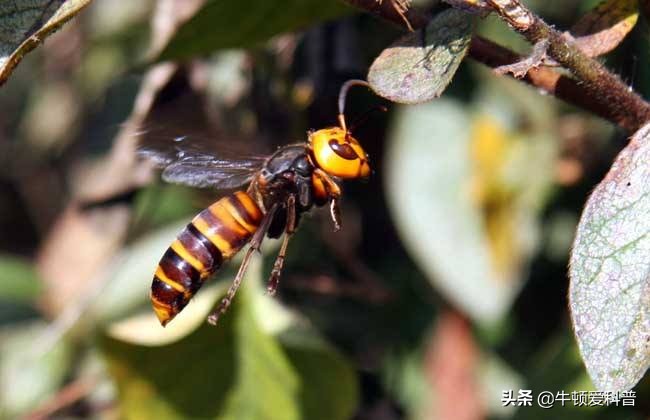 咬人虎头蜂,黑尾虎头蜂被寄生