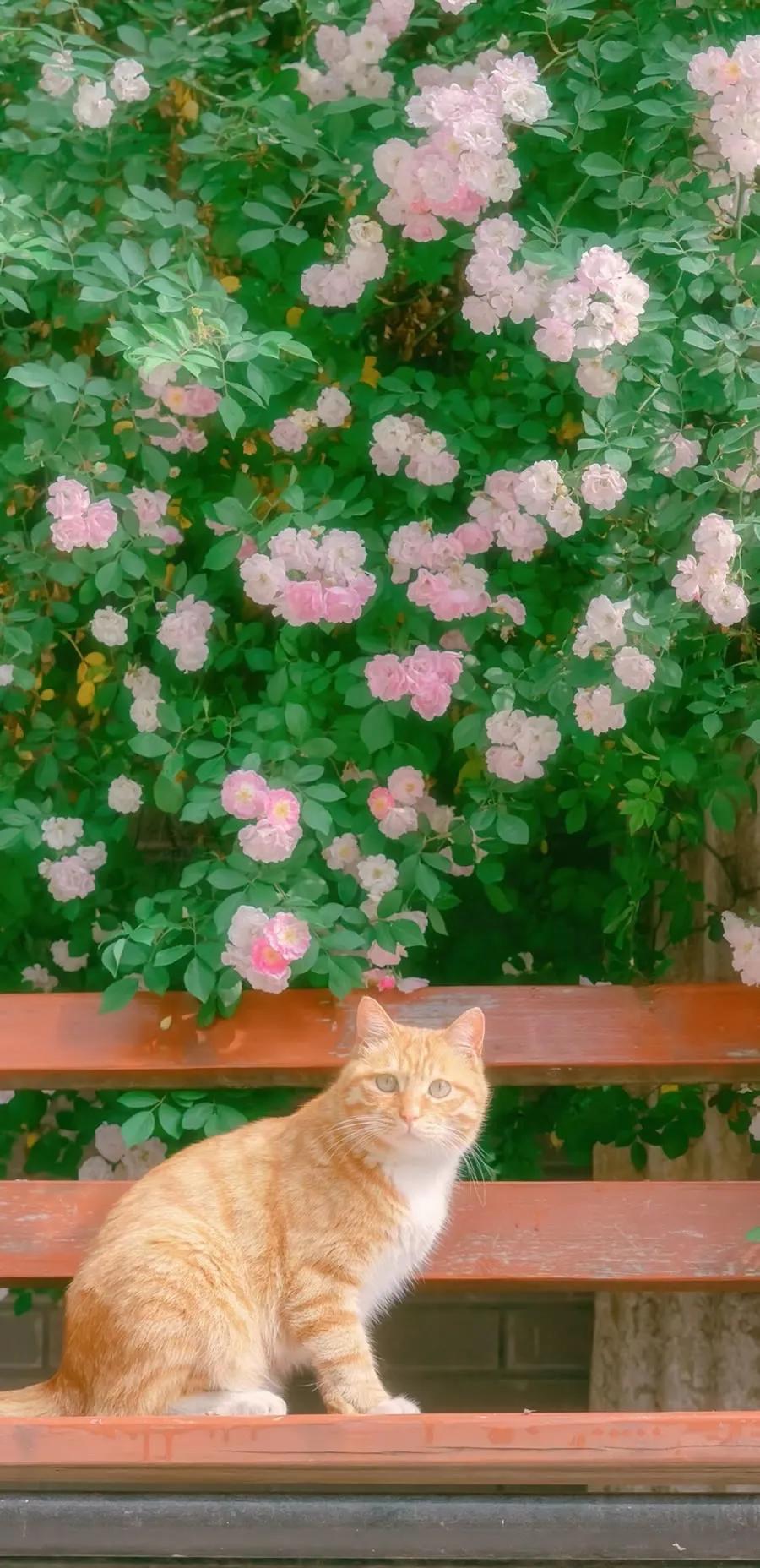 超高清海洋沙滩风景壁纸全屏,湛蓝的海水海滩风景高清壁纸