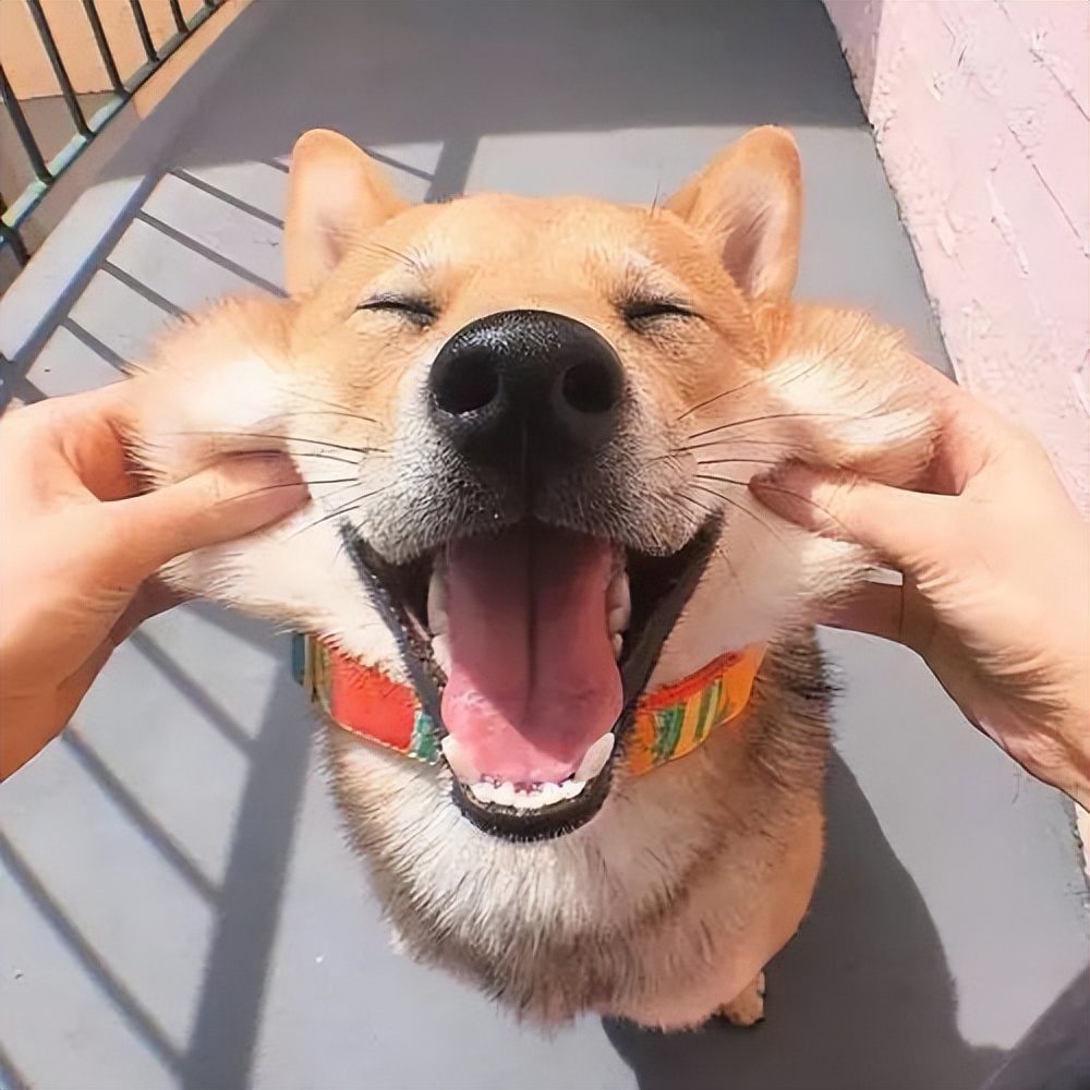 “撸狗”的6大坏处,劝你控制自己,别再中招