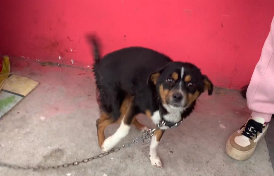 小狗子宫脱垂是什么原因,生小狗胎盘留肚子里了怎么办