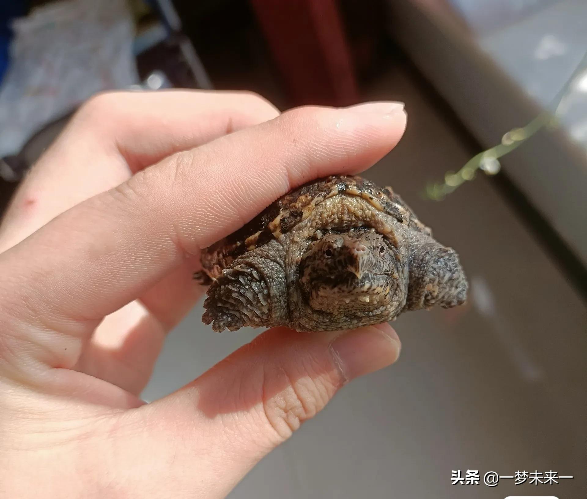 家养小鳄龟用什么水质不会得病,家里养特别小的小鳄龟视频