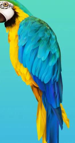 漂亮的金刚鹦鹉，精美的手机壁纸