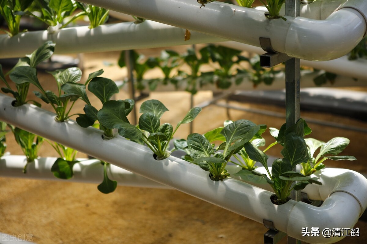 作物种植重茬怎么办,农田重茬怎样防治