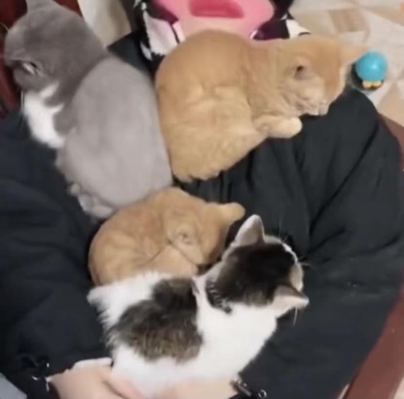 发烧后身上“长出”4只猫，网友笑：主人身上暖气开得足