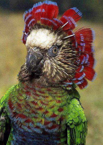 罕见绝美的小动物图片,罕见的动物有趣照片难得一见