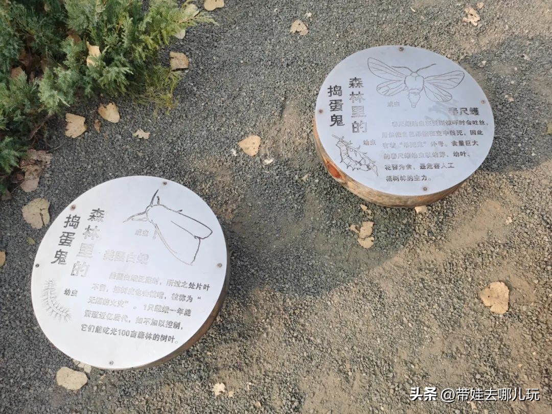 骑行国家森林公园,徒步骑行森林公园