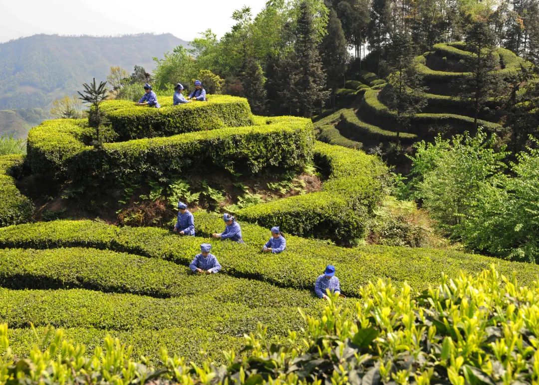 早一天是宝，晚一天是草，来自峨眉山的竹叶青因何更鲜爽？