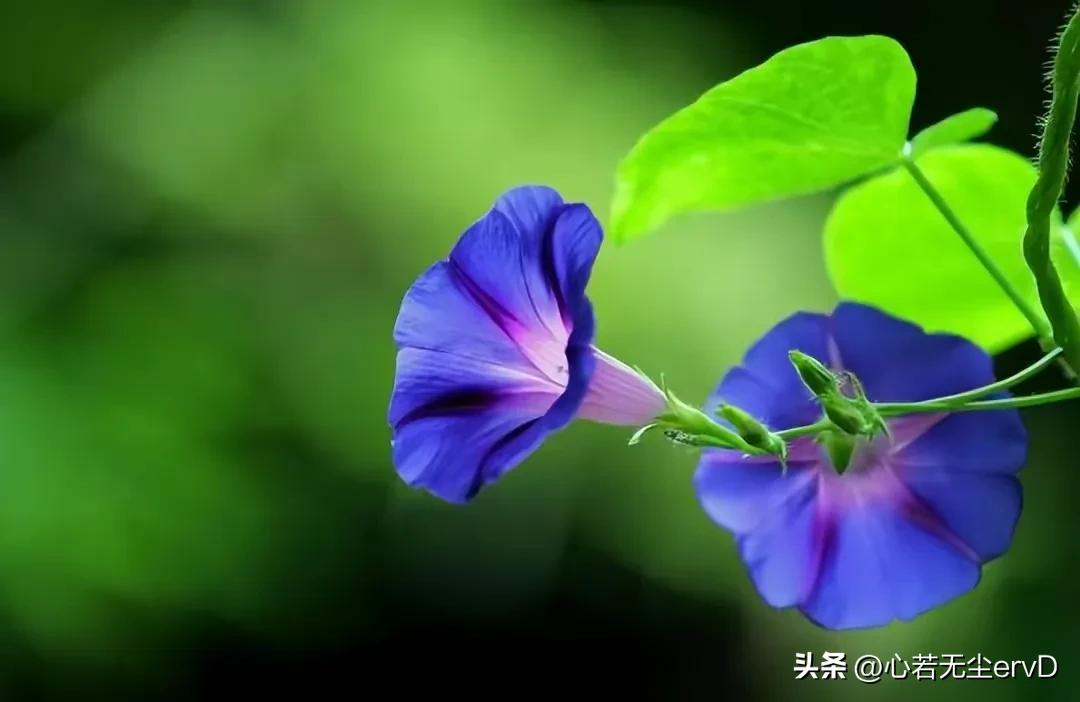 女儿啊，你没有权力鄙薄父母的卑微，你要做的是给他们体面的生活