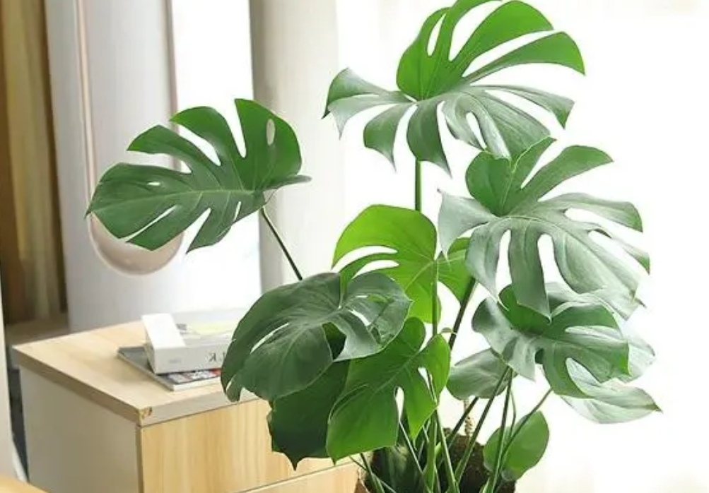 适合室内养的大叶子植物有哪些,四季常绿的室内植物好养