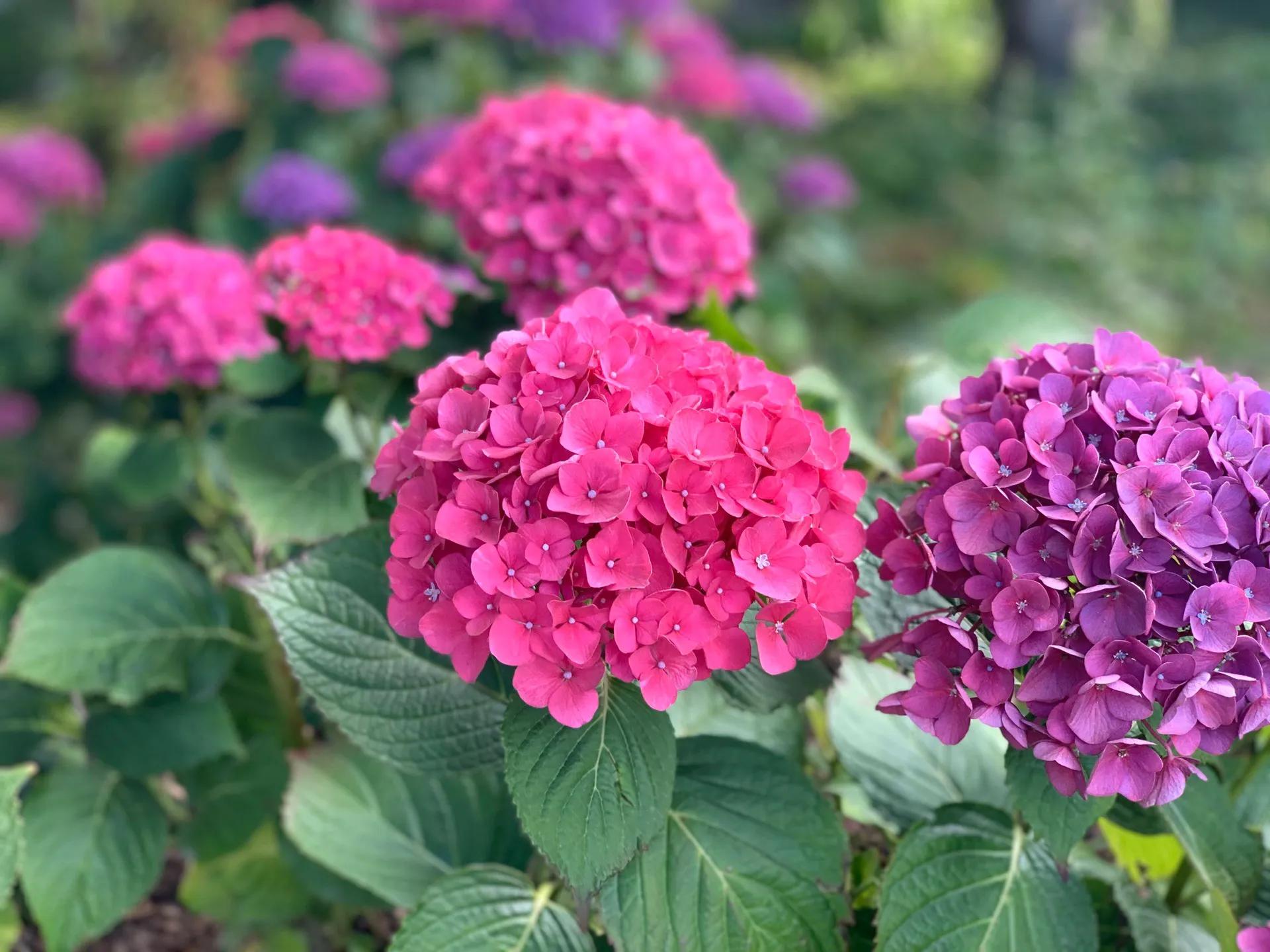 新西兰南岛自驾地图,新西兰南岛免费自驾游