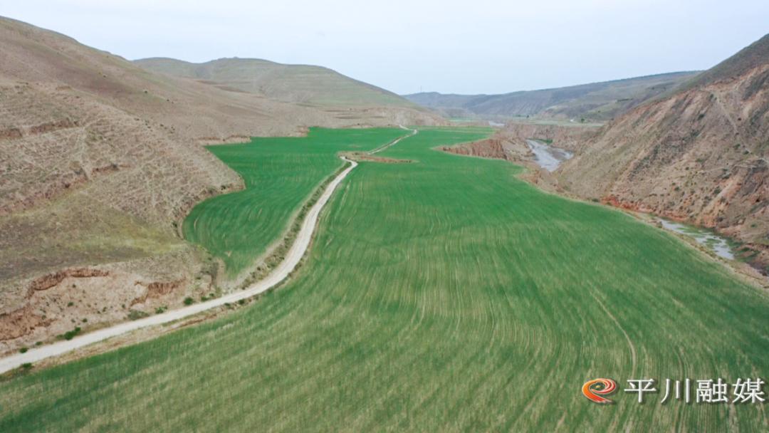 高水平农业合作助力乡村振兴,朔州市发展特色农业助力乡村振兴