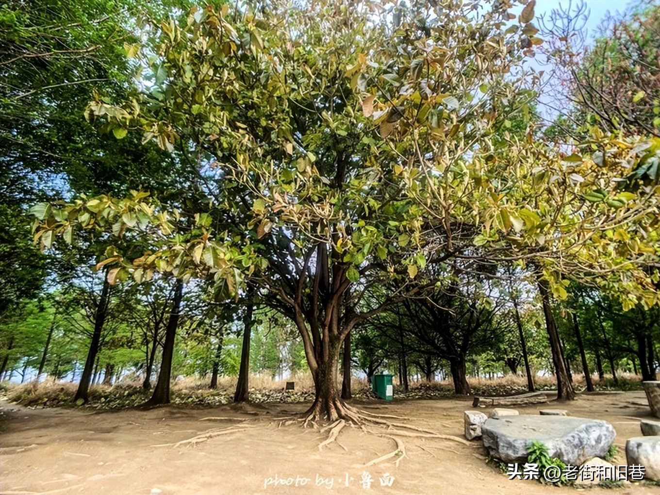 玩转云南自由行,昆明大理丽江6天5晚游多少钱