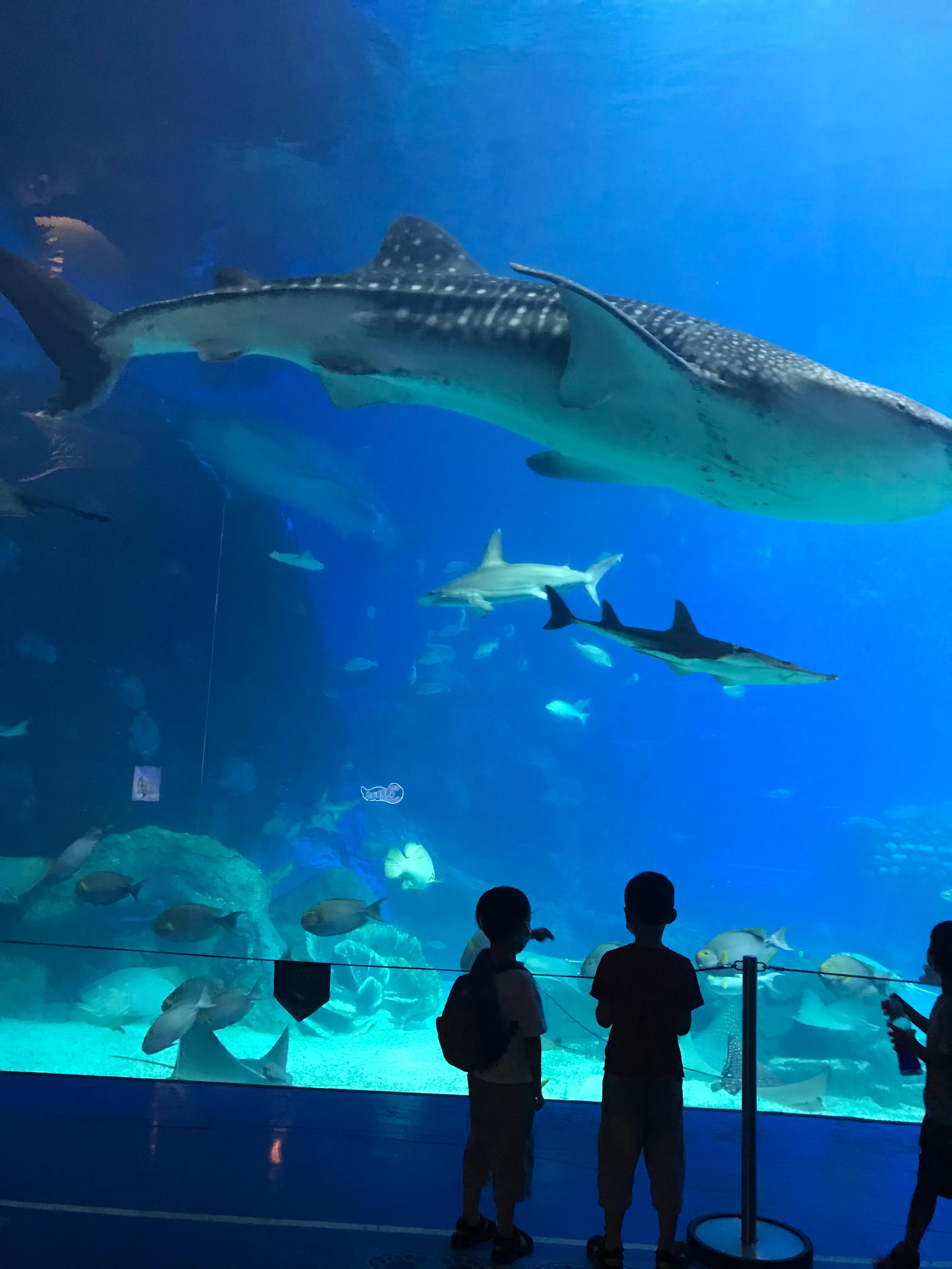 珠海长隆海洋王国游玩一日心得,珠海长隆海洋王国游玩攻略看过来