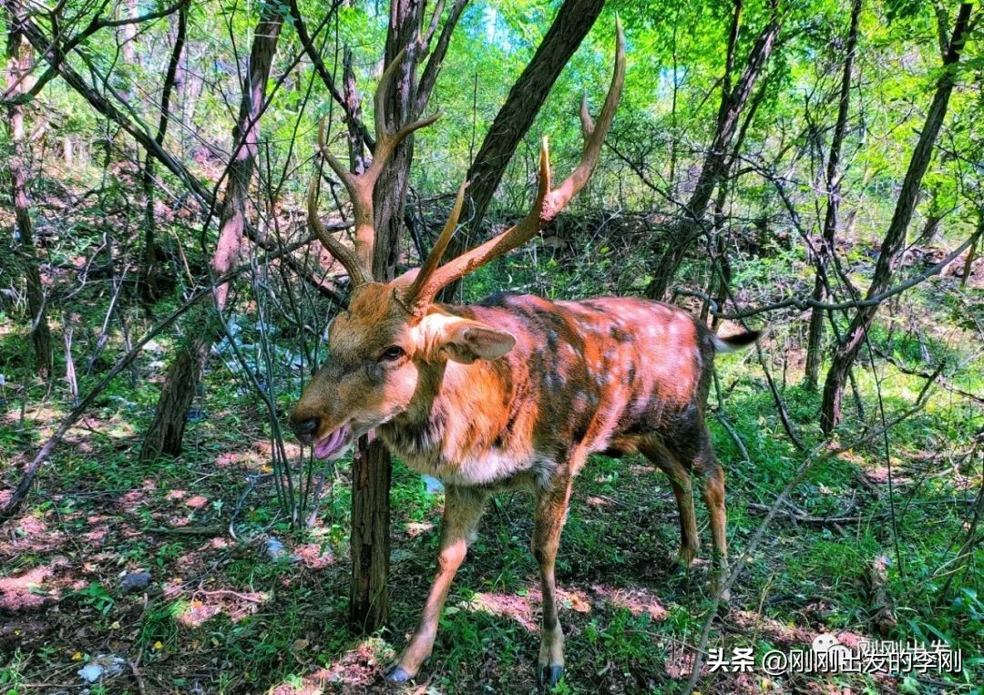 大连60岁以上老人免费景点,大连过年免费景点大全