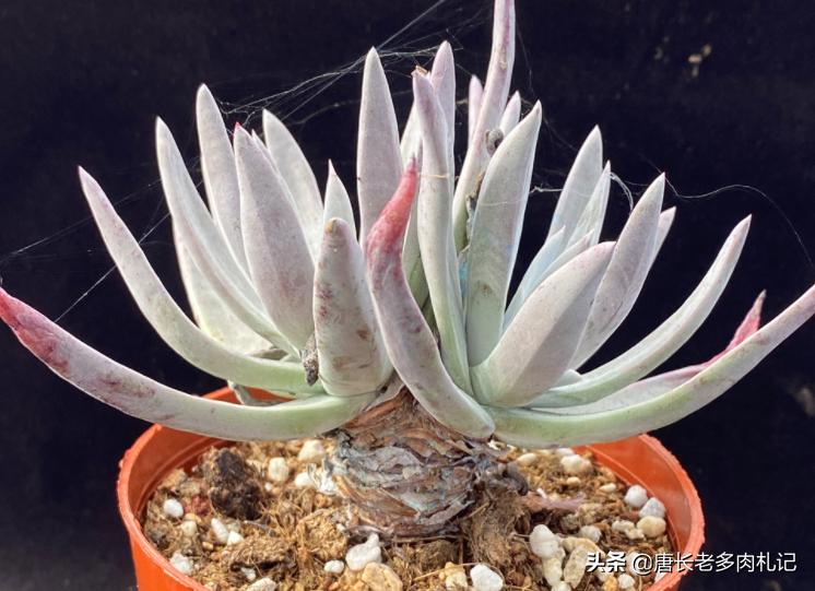 最好养的仙女杯多肉,多肉仙女杯最佳状态