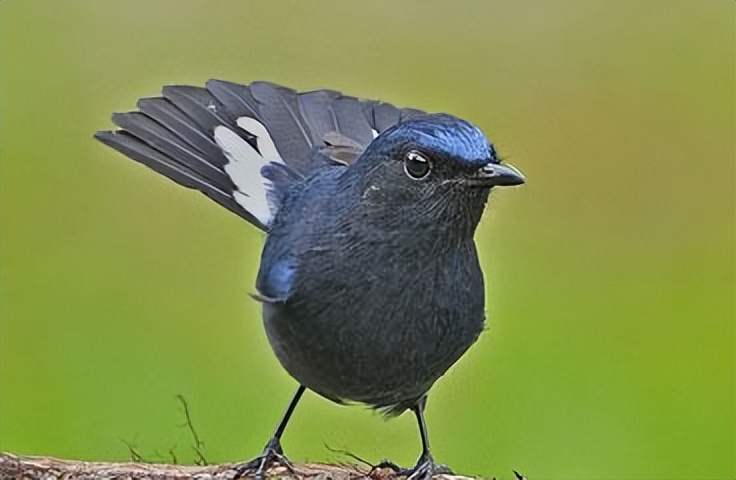 所有鸟图片大全大图,50张最佳鸟类摄影作品