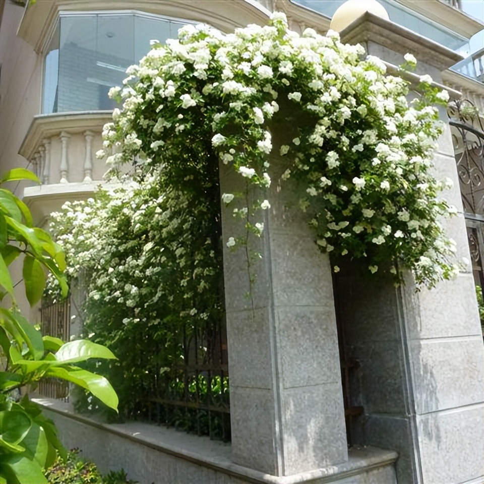 大院子里养什么花最好,庭院最皮实好养植物