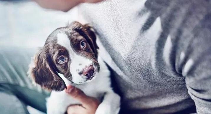 怎么培养猫咪粘人,怎样培养一只很温顺的小狗狗