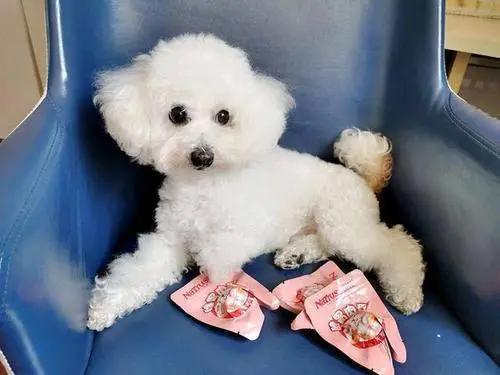 “不想它跟着我过不好的生活”！比熊被遗弃的原因，让人痛心