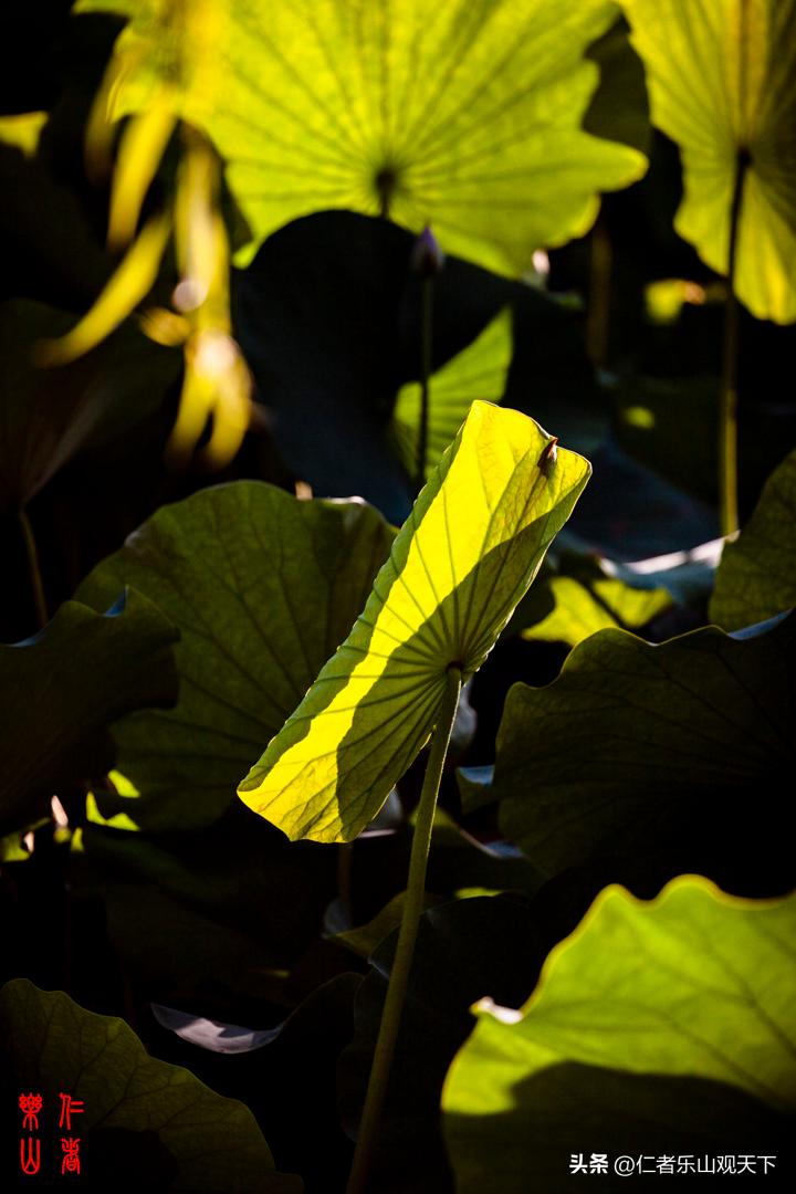 最后的摇曳——只为那绳命的回晃