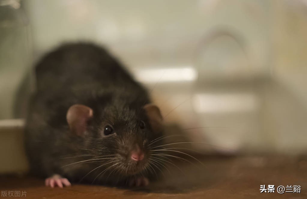 摇摇欲坠的故事,故事阁楼的秘密