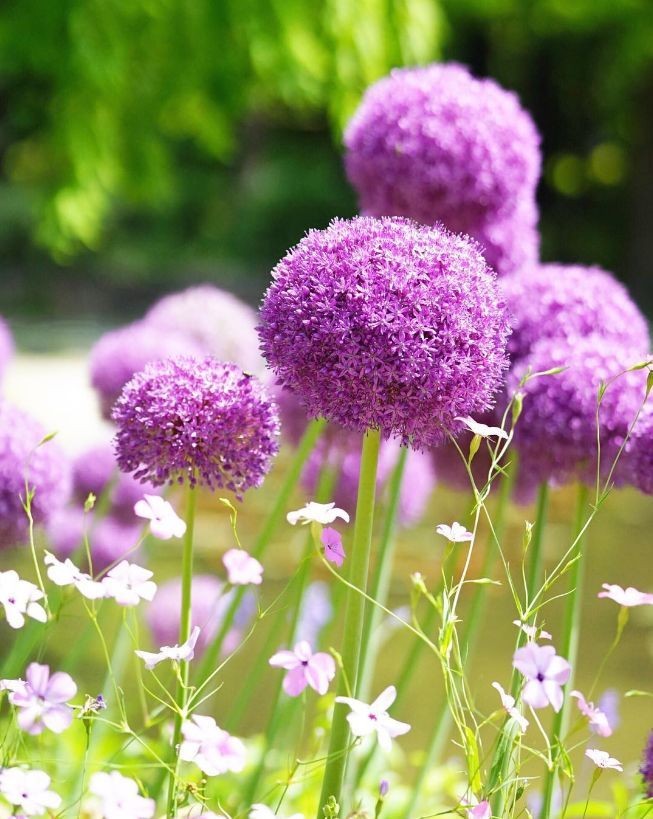 闀垮緱鍍忚冻鐞冧竴鏍风殑妞嶇墿,鍜岃冻鐞冩湁鍏崇殑妞嶇墿