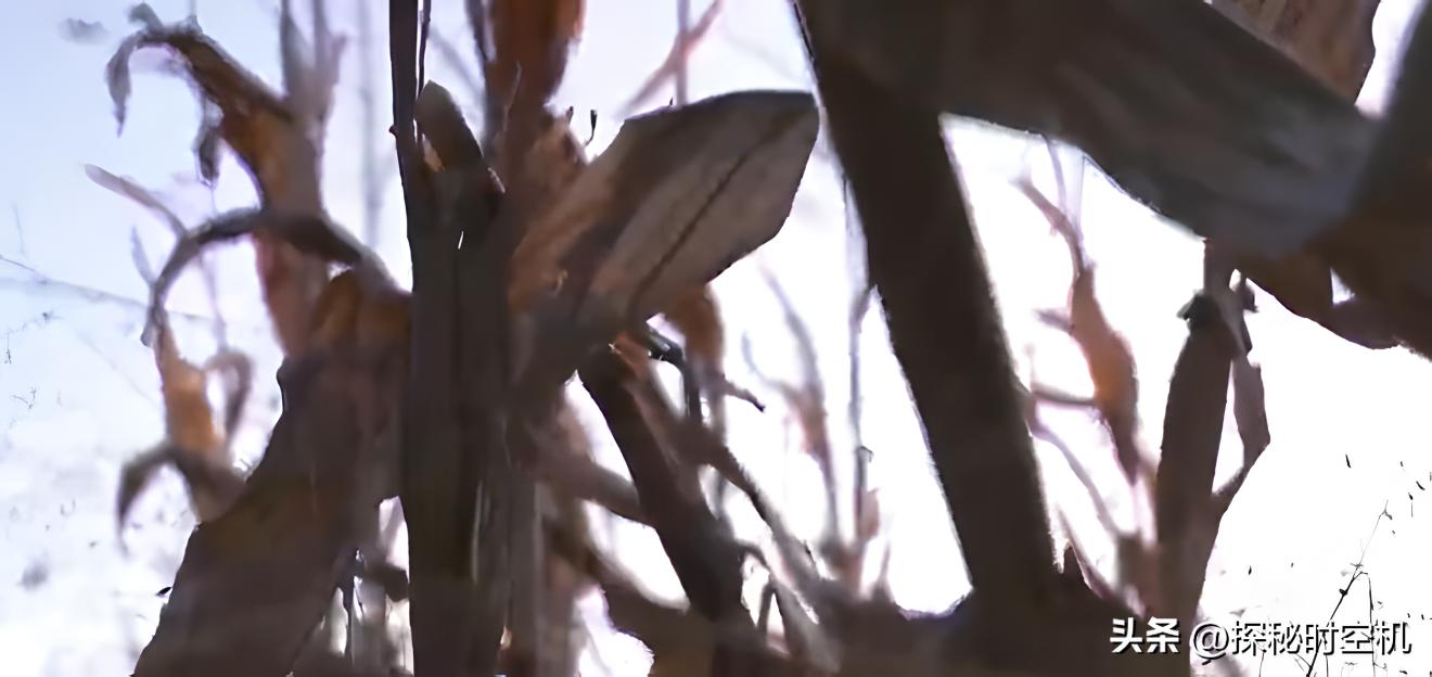 真相玉米地里惊现一具女尸,灌木丛发现一具女尸恐怖故事