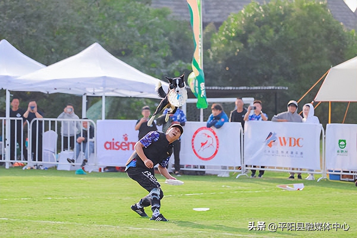 来平阳我宠你丨打造宠物产业新蓝海