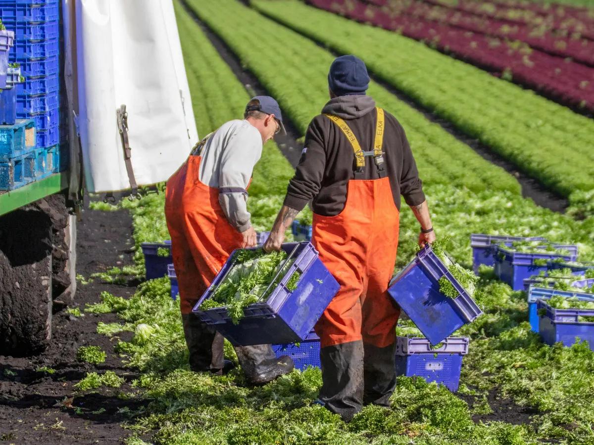 西红柿35块1个是种什么体验？英国老百姓的日子，还是过得太好了
